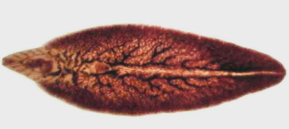Speck